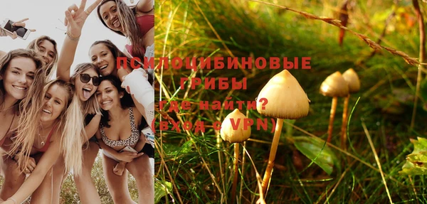прущие грибы Аркадак